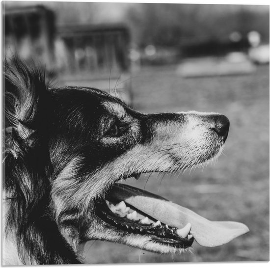 WallClassics - Acrylglas - Opzij kijkende Hond met Tong uit Mond - Zwart Wit - 50x50 cm Foto op Acrylglas (Met Ophangsysteem)