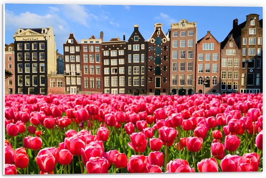 PVC Schuimplaat- Roze Tulpenveld voor Rij Grachtenpanden in Amsterdam, Nederland - 60x40 cm Foto op PVC Schuimplaat
