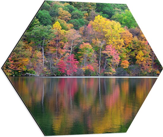 Dibond Hexagon - Verschillende Kleuren Bomen in Bos aan het Water - 60x52.2 cm Foto op Hexagon (Met Ophangsysteem)