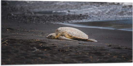 WallClassics - Vlag - Schildpad liggend op het Strand - 100x50 cm Foto op Polyester Vlag