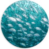 WallClassics - PVC Schuimplaat Muurcirkel - School Vissen onderwater - 70x70 cm Foto op Muurcirkel (met ophangsysteem)