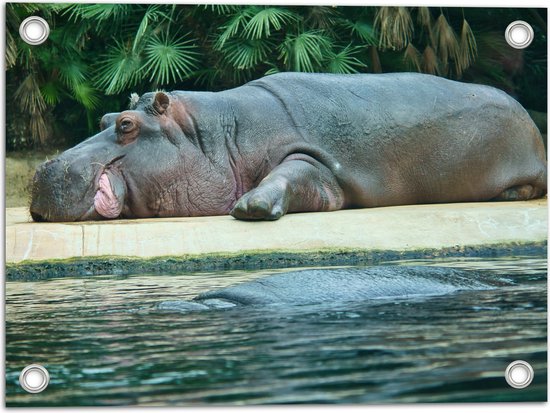 Tuinposter – Uitrustend Nijlpaard op Land langs Water - 40x30 cm Foto op Tuinposter (wanddecoratie voor buiten en binnen)