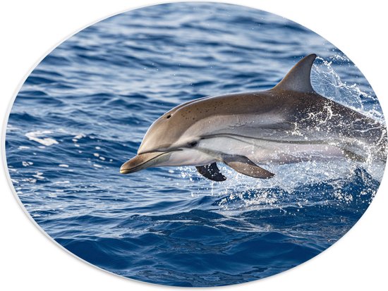 PVC Schuimplaat Ovaal - Springende Tevreden Dolfijn - 40x30 cm Foto op Ovaal (Met Ophangsysteem)