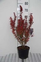Berberis thunbergii 'Harlequin' - Japanse Zuurbes, Rode Japanse Zuurbes 30 - 40 cm in pot