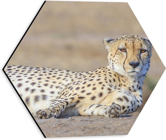 Dibond Hexagon - Uitrustende Cheetah op het Zand - 30x26.1 cm Foto op Hexagon (Met Ophangsysteem)