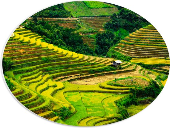 PVC Schuimplaat Ovaal - Felkleurige Rijstvelden in Vietnam - 40x30 cm Foto op Ovaal (Met Ophangsysteem)