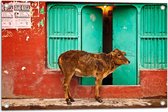 WallClassics - Tuinposter – Koe voor Blauwe Boerderijdeur - 75x50 cm Foto op Tuinposter (wanddecoratie voor buiten en binnen)