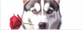 Poster Glanzend – Romantische Husky Hond met Roos tegen Witte Achtegrond - 90x30 cm Foto op Posterpapier met Glanzende Afwerking