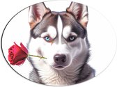Dibond Ovaal - Romantische Husky Hond met Roos tegen Witte Achtegrond - 56x42 cm Foto op Ovaal (Met Ophangsysteem)