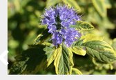 Caryopteris clandonensis 'Summer Sorbet' - Blauwe Spirea, Baardbloem, Herfstsering 30 - 40 cm in pot
