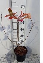 Aronia melanocarpa 'Hugin' - Appelbes 50 - 60 cm in pot