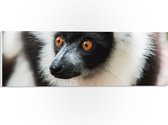 WallClassics - Plaque de Mousse PVC - Singe Vari aux Yeux Marrons Gros Plan - Photo 60x20 cm sur Plaque de Mousse PVC (Avec Système d'accrochage)