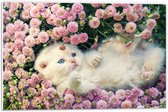 PVC Schuimplaat- Witte Kitten Spelend tussen Roze Bloemen - 60x40 cm Foto op PVC Schuimplaat
