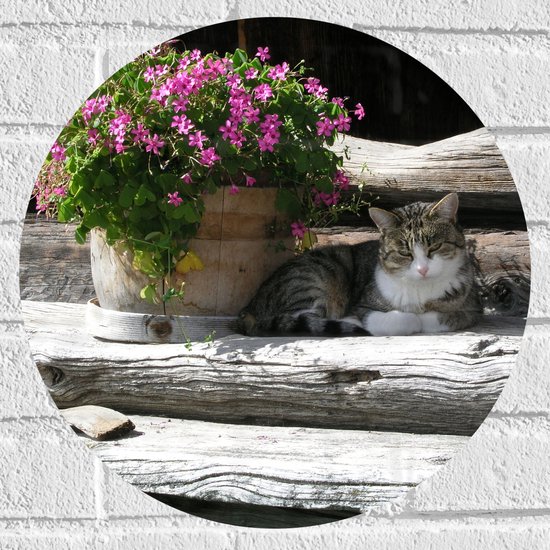 WallClassics - Muursticker Cercle - Chat couché à l'ombre d'un pot de fleur - 40x40 cm Photo sur Muursticker