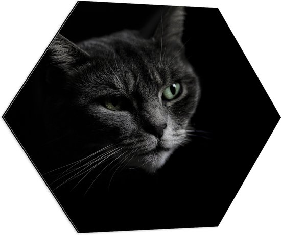 WallClassics - Dibond Hexagon - Zwart Wit Foto van Kat - 70x60.9 cm Foto op Hexagon (Met Ophangsysteem)