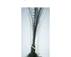 10 x Salix alba - Schietwilg, Knotwilg 60 - 90 cm blote wortel