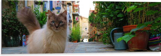 WallClassics - Dibond - Ragdoll Kat op Stad - 120x40 cm Foto op Aluminium (Wanddecoratie van metaal)