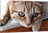 WallClassics - Dibond - Nieuwschierige Kat - 150x100 cm Foto op Aluminium (Met Ophangsysteem)