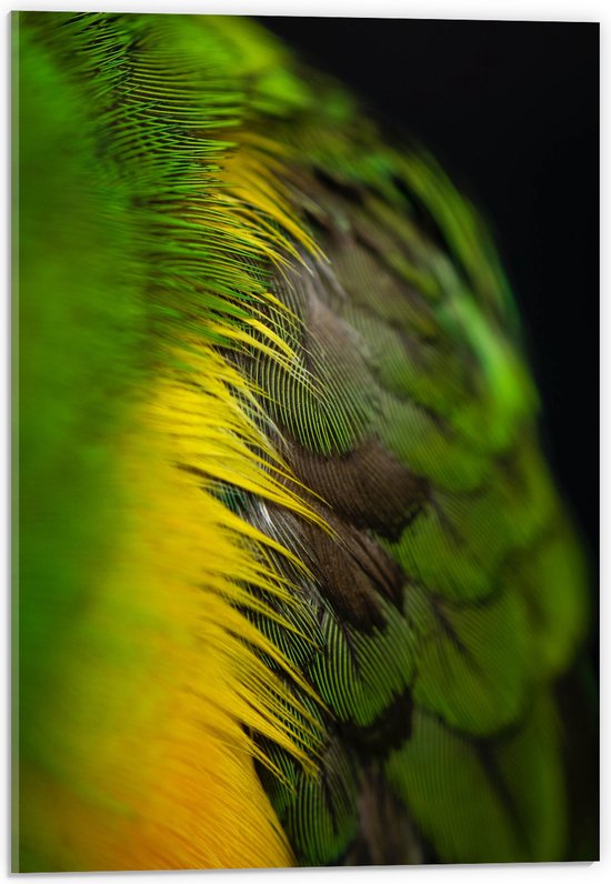 WallClassics - Acrylglas - Groen met Gele Veren - 40x60 cm Foto op Acrylglas (Wanddecoratie op Acrylaat)