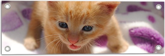 WallClassics - Tuinposter – Kleine Oranje Kitten - 60x20 cm Foto op Tuinposter  (wanddecoratie voor buiten en binnen)