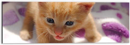 Close-up van een oranje kitten met helderblauwe ogen en een likkende tong, liggend op een paarse en witte deken.