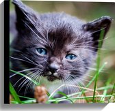 WallClassics - Toile - Chat noir dans l'herbe verte - 40x40 cm Photo sur toile (Décoration murale sur toile)