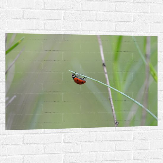WallClassics - Muursticker - Lieveheerstbeestje op Gras - 105x70 cm Foto op Muursticker