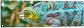 WallClassics - Poster de Jardin - Caméléon Panthère dans la Nature - 120x40 cm Photo sur Poster de Jardin (décoration murale pour l'extérieur et l'intérieur)