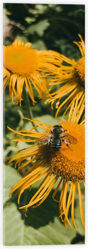 WallClassics - Acrylglas - Plant Koeienoog - 20x60 cm Foto op Acrylglas (Met Ophangsysteem)