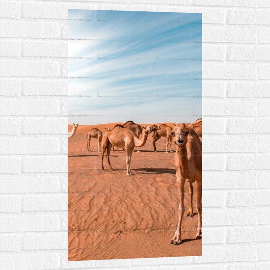 Muursticker - Dromedarissen in de Woestijn - 50x100 cm Foto op Muursticker