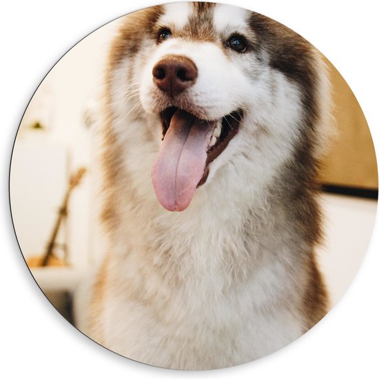 WallClassics - Dibond Muurcirkel - Bruine Husky Hond met Uitstekende Tong - 80x80 cm Foto op Aluminium Muurcirkel (met ophangsysteem)