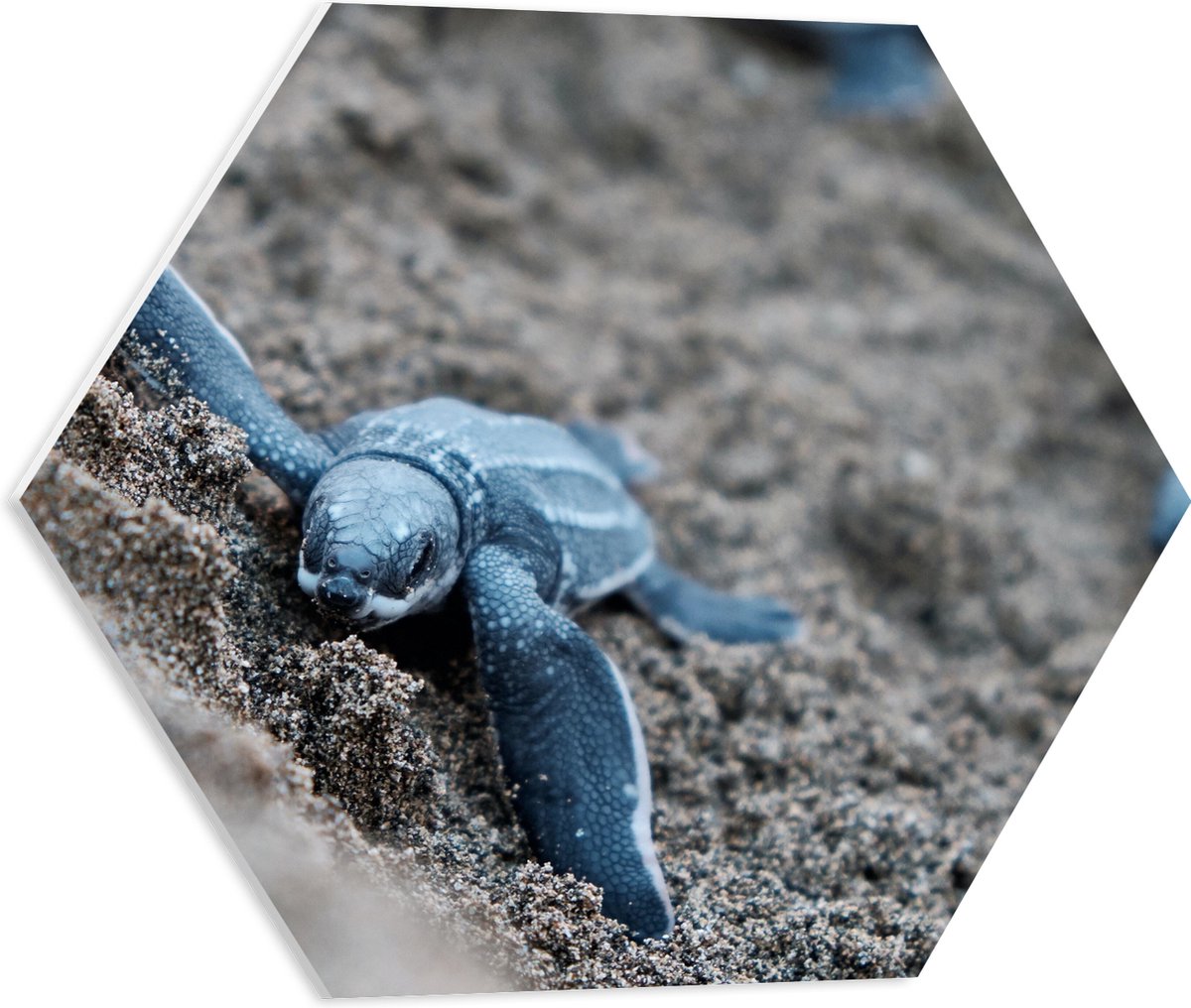 PVC Schuimplaat Hexagon - Baby Schildpadden in het Zand - 50x43.5 cm Foto op Hexagon (Met Ophangsysteem)