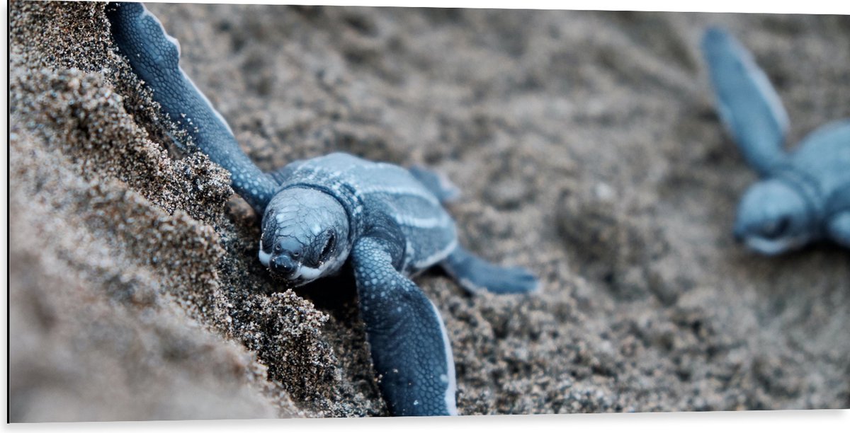 Dibond - Baby Schildpadden in het Zand - 100x50 cm Foto op Aluminium (Wanddecoratie van metaal)