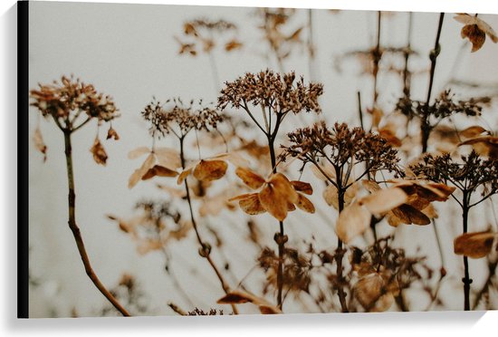 Canvas - Bruine Bloemen en Planten met Grijze Achtergrond - 90x60 cm Foto op Canvas Schilderij (Wanddecoratie op Canvas)