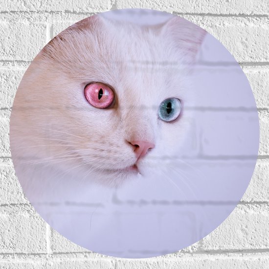 Muursticker Cirkel - Witte Kat met Roze en Blauwe Ogen - 40x40 cm Foto op Muursticker