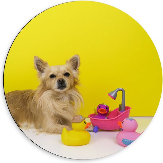WallClassics - Dibond Muurcirkel - Chihuahua met Roze Badkuip en Eendjes tegen Gele Achtergrond - 60x60 cm Foto op Aluminium Muurcirkel (met ophangsysteem)