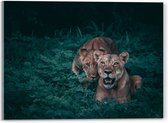 WallClassics - Verre acrylique - Duo de lions dans un buisson vert foncé - Photo 40 x 30 cm sur verre acrylique (avec système de suspension)