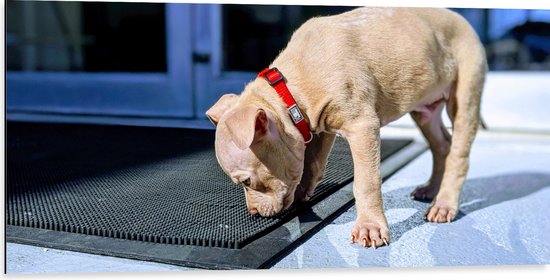 WallClassics - Dibond - Beige Snuffelend Hondje - 100x50 cm Foto op Aluminium (Met Ophangsysteem)