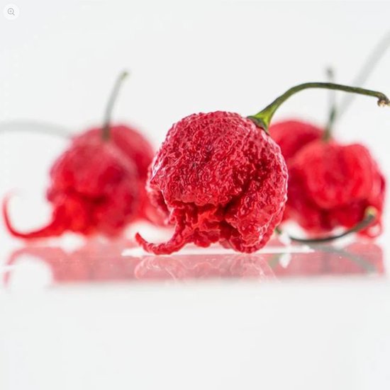 Peper zaden Carolina Reaper 100 geïsoleerde zaden bol