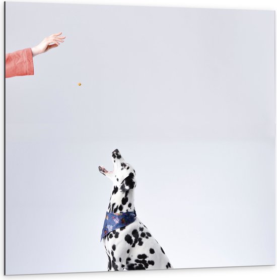 Dibond - Zijaanzicht Dalmatiër met Witte Achtergrond - 100x100 cm Foto op Aluminium (Wanddecoratie van metaal)