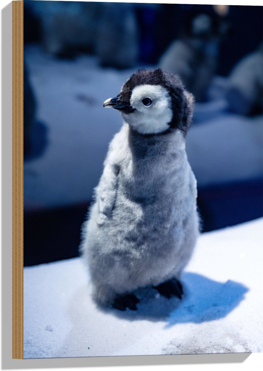 Hout - Baby Pinguïn in de Sneeuw - 40x60 cm - 9 mm dik - Foto op Hout (Met Ophangsysteem)