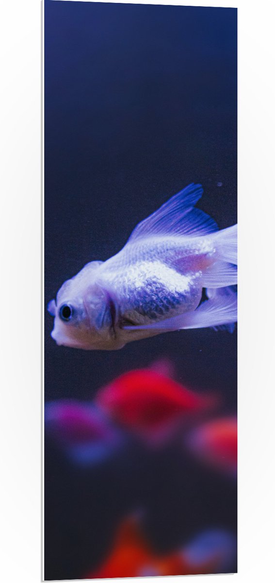 PVC Schuimplaat- Mooie Witte Vis in het Aquarium - 40x120 cm Foto op PVC Schuimplaat
