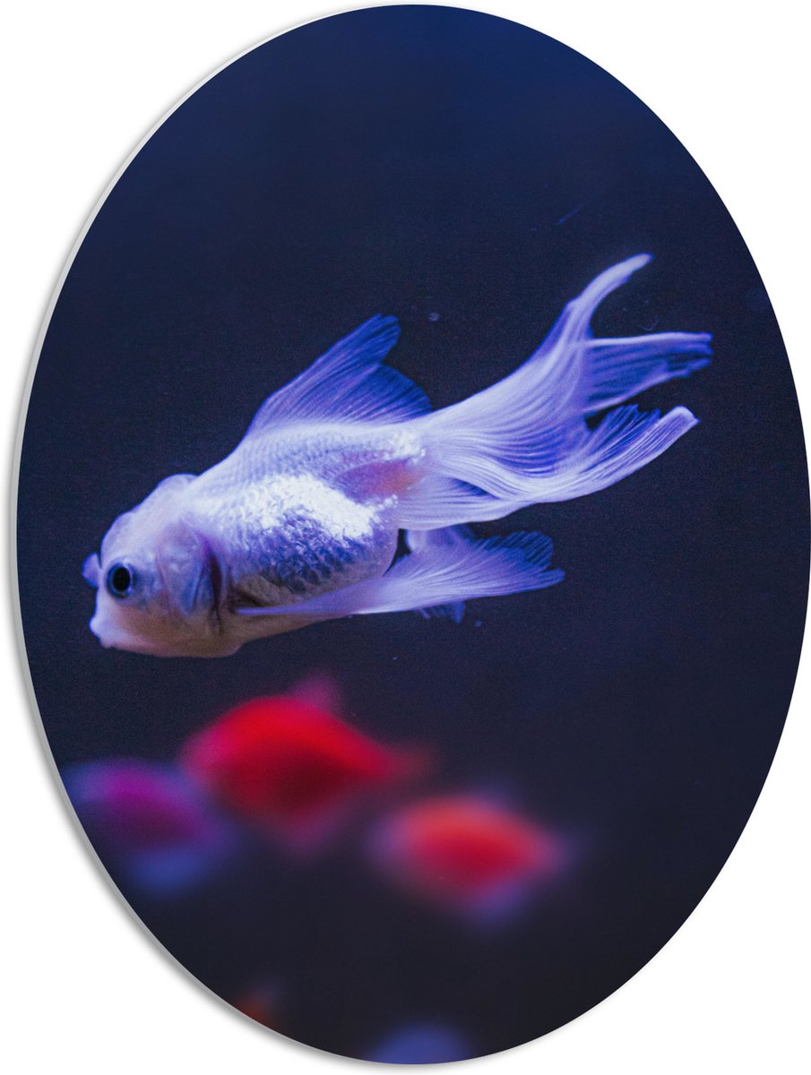 PVC Schuimplaat Ovaal - Mooie Witte Vis in het Aquarium - 42x56 cm Foto op Ovaal (Met Ophangsysteem)