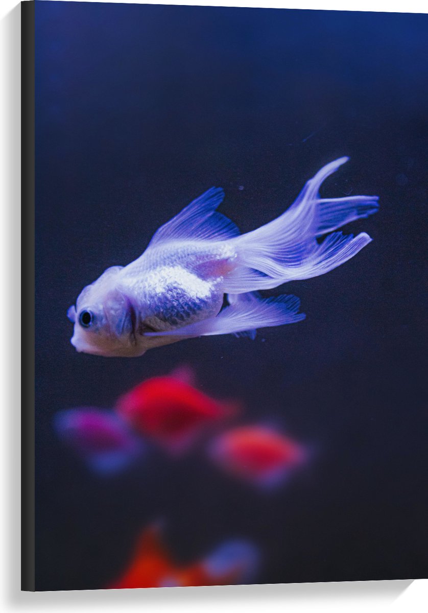 Canvas - Mooie Witte Vis in het Aquarium - 60x90 cm Foto op Canvas Schilderij (Wanddecoratie op Canvas)
