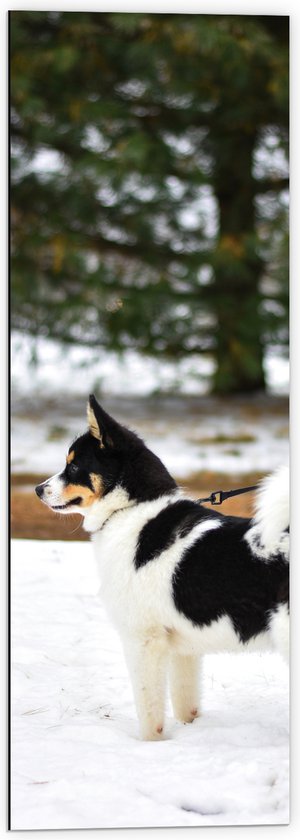 WallClassics - Dibond - Aangelijnde Zwart met Witte Puppy in de Sneeuw - 40x120 cm Foto op Aluminium (Wanddecoratie van metaal)