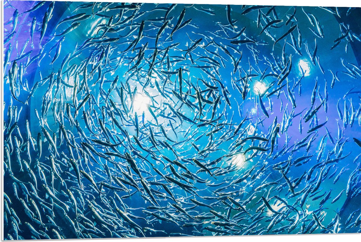 PVC Schuimplaat- School Vissen in een Groot Aquarium - 90x60 cm Foto op PVC Schuimplaat