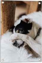 Tuinposter – Verstoppende Hond - 40x60 cm Foto op Tuinposter (wanddecoratie voor buiten en binnen)