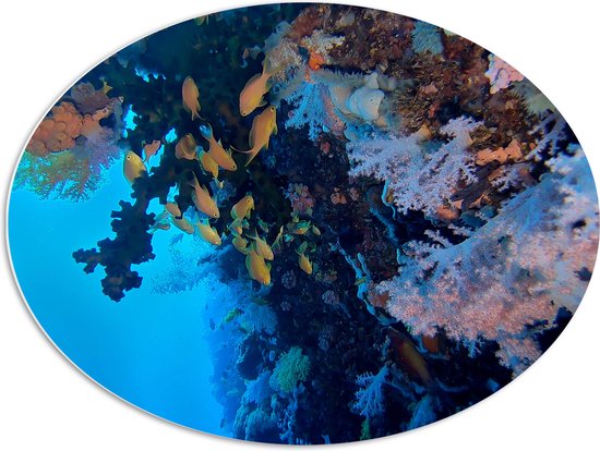 WallClassics - PVC Schuimplaat Ovaal - Gele Vissen bij Koraal in de Zee - 80x60 cm Foto op Ovaal (Met Ophangsysteem)