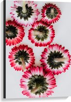 Canvas - Onderkant van Roze met Witte Bloemen op Witte Achtergond - 60x90 cm Foto op Canvas Schilderij (Wanddecoratie op Canvas)