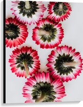 Canvas - Onderkant van Roze met Witte Bloemen op Witte Achtergond - 75x100 cm Foto op Canvas Schilderij (Wanddecoratie op Canvas)